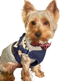 Sir Popeezz - Yorkshire Terrier