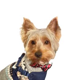 Sir Popeezz - Yorkshire Terrier