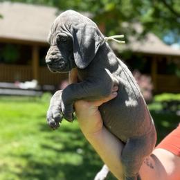 Skye - Blue female Great Dane puppy in Beulah, Michigan from Northwood Euro Danes and Bassets