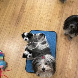 Havanese Puppies from La Brisa Havanese