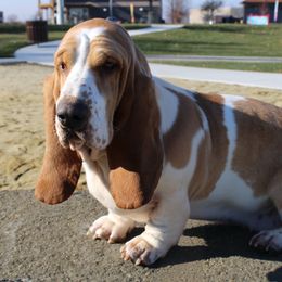 Echo - Basset Hound