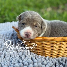 Lilac Tri Girl 1,700 - Lilac female Border Collie puppy in Nashville, Arkansas from Whisenhunt Farms