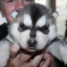 Seether - Black and white male Siberian Husky puppy in Le Sueur, Minnesota from Tevana Siberians LLC