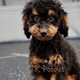 Onyx - Phantom Poodle puppy in New Jersey from TK Poodles