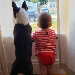 Boston Terrier and French Bulldog Puppies from Maximumcompanion