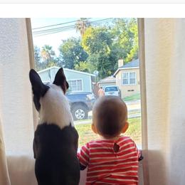 Boston Terrier and French Bulldog Puppies from Maximumcompanion
