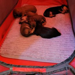 Dachshund Puppies from CLARK'S BREEDING PROGRAM