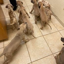 Great Dane Puppies from Reagan’s Danes