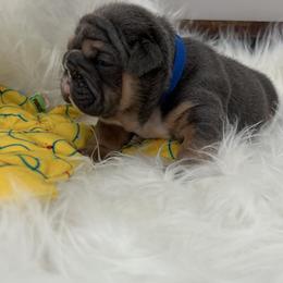 Bulldog Puppies from Gavier’s Classy Bulldogs