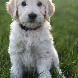 Aussiedoodle, Goldendoodle, Poodle, and Saint Berdoodle Puppies from Rocky Ridge Ranch
