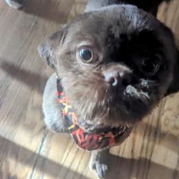 Tucker - Shih Tzu