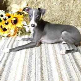 Marissa M3 - Blue male Italian Greyhound puppy in Sparta Tn And Caryville Fl, Florida from Summerwind Kennel