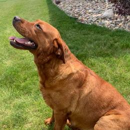 Labrador Retrievers from Davelaar English Labradors