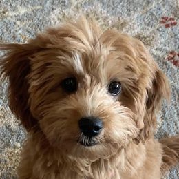 Goldendoodle Puppies from Jessie’s Doodles