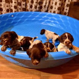 Pip - Brown and gray male Wirehaired Pointing Griffon puppy in Shelbyville, Texas from AndersonK9Kennels Bayou Beards