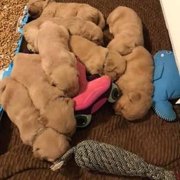 Golden Retriever and Pembroke Welsh Corgi Puppies from Shire Springs Kennels