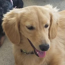 Dachshunds and Yorkshire Terriers from Crown Jewel Kennels