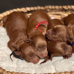 Female - Red  Goldendoodle puppy in Kaufman, Texas from Teddy Doods: Goldendoodles & Poodles