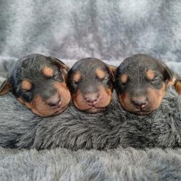 Airedale Terrier puppies from RegalAire Kennels