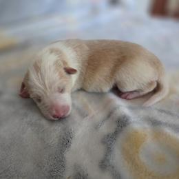 Esme - Gold female Border Collie puppy in Gary, Indiana from Lake Ridge Border Collies