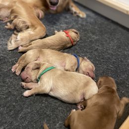 Golden Retriever Puppies from Joyfully Golden