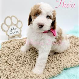 Theia - Yellow and white female Bernedoodle puppy in Omaha, Nebraska from Whimsy Doodles