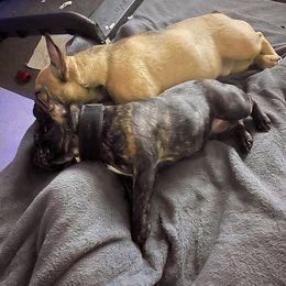 French Bulldogs from Asher's Frenchies