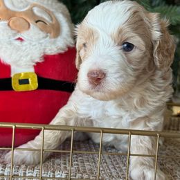 Gilbert - Yellow and white male Bernedoodle puppy in Yuciapa, California from AlltheDoodlez_