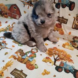 Boba - Blue merle male Pomeranian puppy in Northport, Alabama from 007 Hamilton Pomeranians