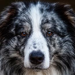 Zodiak - Border Collie