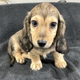 Rocky - Cream male Dachshund puppy in Little Rock, Arkansas from Divine Doxies