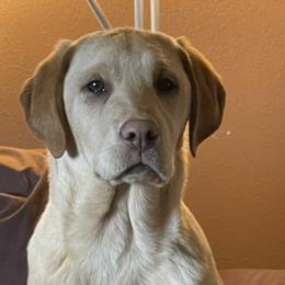 Maggie - Labrador Retriever puppy in Selah, Washington from Lab Dogs R Us