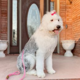 JoJo - Old English Sheepdog