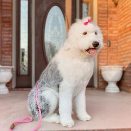 JoJo - Old English Sheepdog