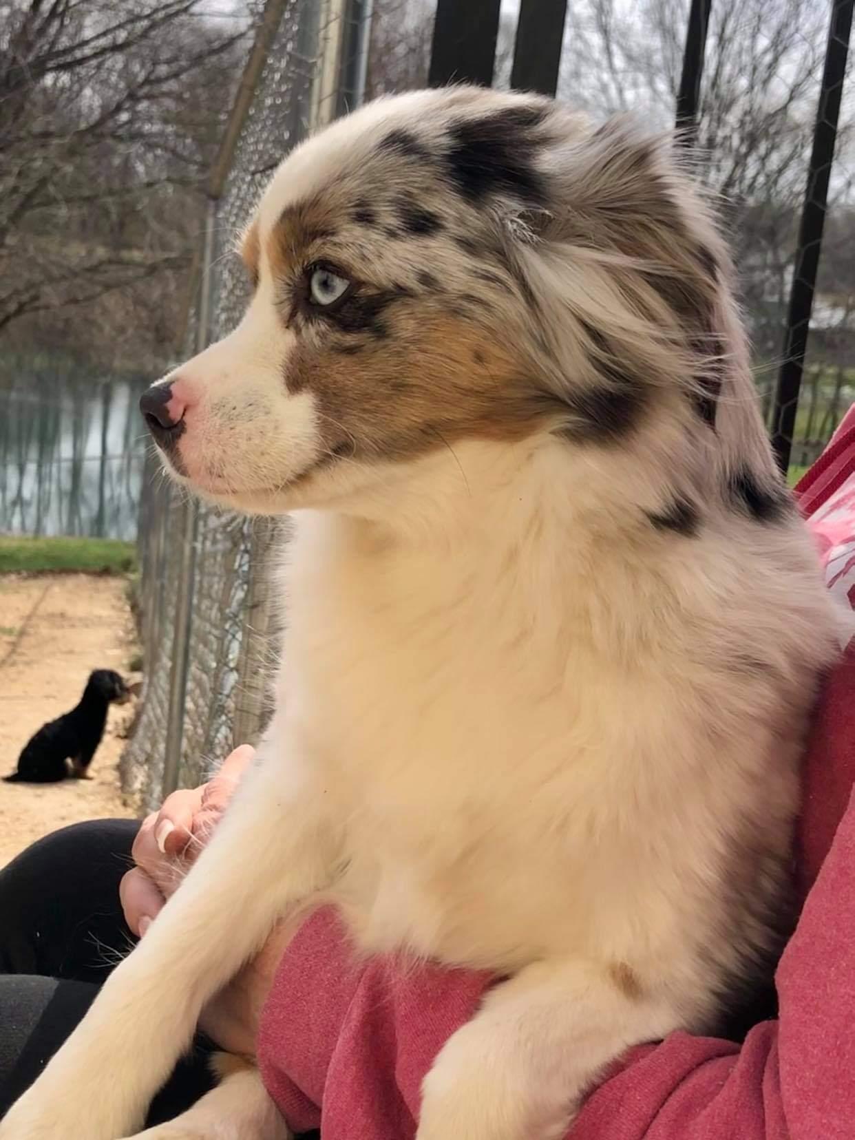 Foxy  - Australian Shepherd
