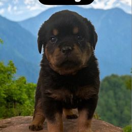 Rottweiler Puppies from Rottweiler Land