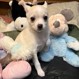 Gary - Cream and white male Chihuahua puppy in Amity, Pennsylvania from Rhoda and Verna