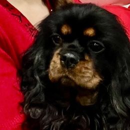 Anastasia - Cavalier King Charles Spaniel