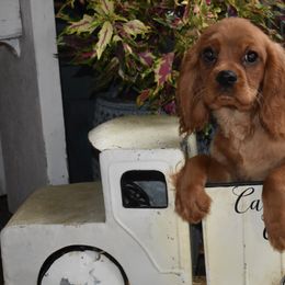 Boston - Ruby male Cavalier King Charles Spaniel puppy in Lula, Georgia from Cavaliers by Crumley