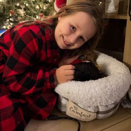 Luca Lighting - Liver and white male Shih Tzu puppy in Chapel Hill, North Carolina from A Handful of Love Breeders.LLC