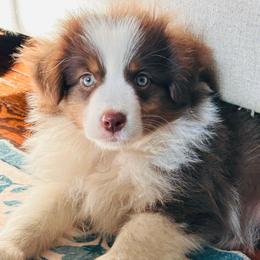TAHINI SAUCE - Red tri-color male Miniature American Shepherd puppy in Greenboro, North Carolina from Rustlingrass Miniature American Shepherds