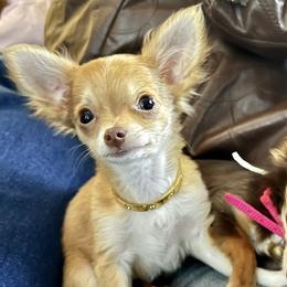 Miss Penni - Chihuahua