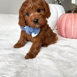 Cavapoo Puppies from Wonderful World Doodles