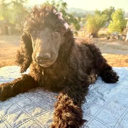 Hera - Gray female Poodle puppy in Meadowbrook, California from Standard Poodle Pups
