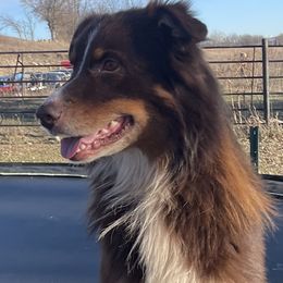 Cooper - Australian Shepherd