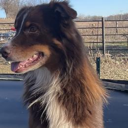 Cooper - Australian Shepherd