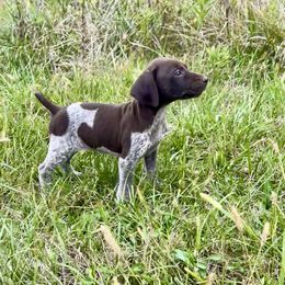 Sparrow - female German Shorthaired Pointer puppy in Oxford, Ohio from LyonHeart