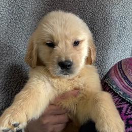 Green Plaid Collar Boy - Golden male Golden Retriever puppy in Garrison, Montana from Mattiaci Goldens
