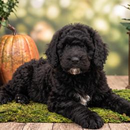 Jean ( Phoenix) - Black female Poodle puppy in Lecanto, Florida from Lecanto Puppy