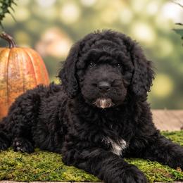 Jean ( Phoenix) - Black female Poodle puppy in Lecanto, Florida from Lecanto Puppy